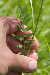 Polemonium occidentale