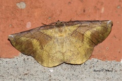 Simopteryx torquataria