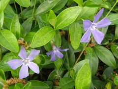 Vinca minor