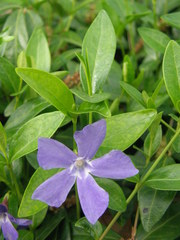 Vinca minor
