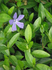 Vinca minor