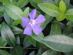 Vinca minor