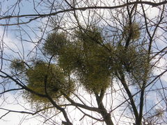 Viscum album