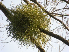 Viscum album