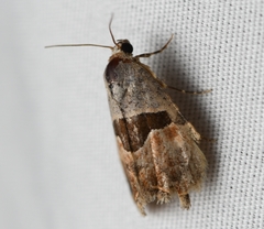 Cobubatha lixiva