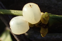 Viscum album