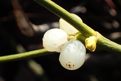 Viscum album