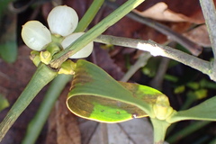 Viscum album