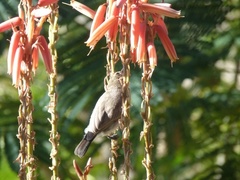 Cinnyris fuscus fuscus