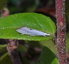 Eucalantica polita
