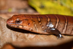 Diploglossus monotropis