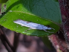 Eucalantica polita