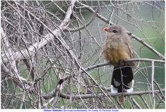 Taccocua leschenaultii