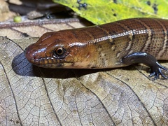 Diploglossus monotropis