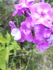 Rhingia