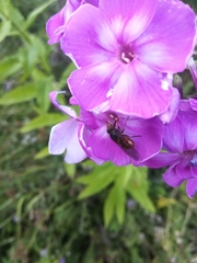 Rhingia