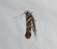 Aristotelia devexella