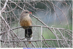 Taccocua leschenaultii