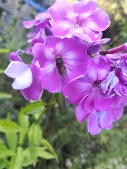 Rhingia