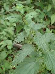 Urtica dioica