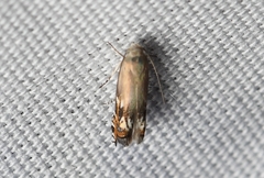 Calliprora