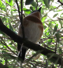 Batis capensis capensis