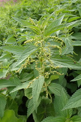 Urtica dioica