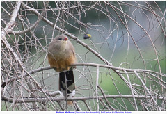 Taccocua leschenaultii