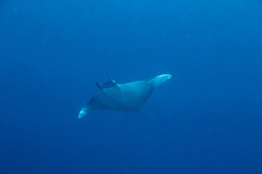 Mobula thurstoni