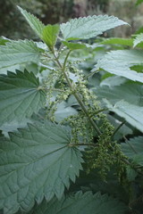 Urtica dioica