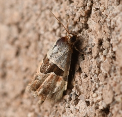 Cobubatha lixiva