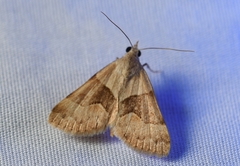 Hemeroplanis incusalis