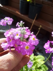Primula malacoides