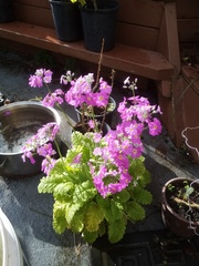 Primula malacoides