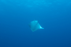 Mobula thurstoni