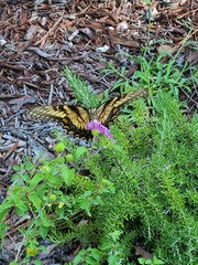 Papilio glaucus