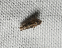 Dixianus utahnus