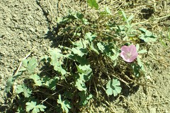 Sidalcea asprella asprella