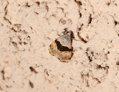 Cobubatha lixiva