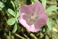 Sidalcea asprella asprella
