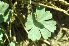 Sidalcea asprella asprella