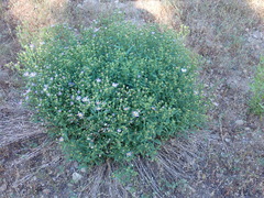 Sidalcea asprella asprella