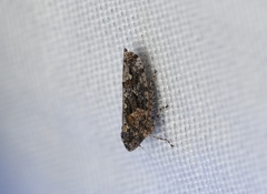 Dixianus utahnus