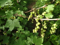 Ribes