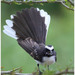 White-browed Fantail - Photo (c) Christian Artuso, some rights reserved (CC BY-NC-ND)