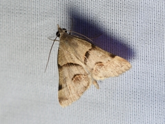 Hemeroplanis incusalis