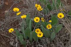 Gerbera aurantiaca