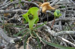 Euphorbia clava
