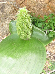 Massonia bifolia