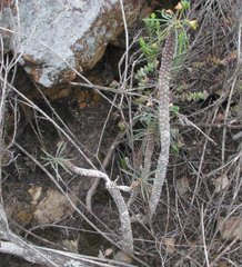 Euphorbia clava